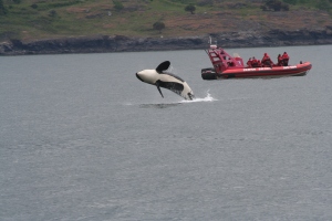 A member of J Pod, one of three Southern Resident pods, breaches along the west side of San Juan Island in May of 2008. NMFS is currently considering amending the critical habitat for this vulnerable marine mammal population.